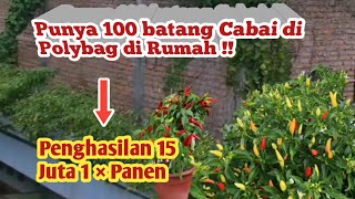 Panduan menanam cabai rawit  tanam cabe di polybagagar cabai berbuah lebat [upl. by Nas]