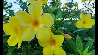 Dwarf Allamanda Growing in Zone 9b  10 Southwest Florida [upl. by Neellek939]