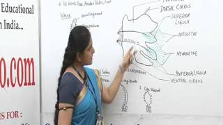 Parapodia Lecture BSc Biotechnology by Ms Priyanka khan [upl. by Millicent691]