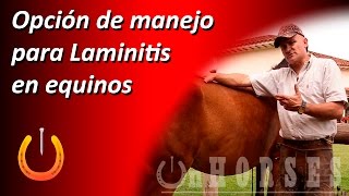 Qué hacer en caso de Laminitis crónica Una opción de manejo [upl. by Margeaux719]