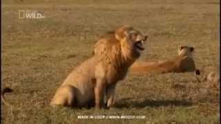 lion crying  funny videos [upl. by Nagud]