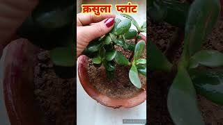 Crassula Plant care tips  Lucky Plant  Kuber Plant shorts [upl. by Layney]