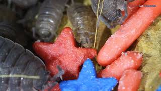 Isopods Eat Patriotic Sprinkles [upl. by Tnecnivleahcim]