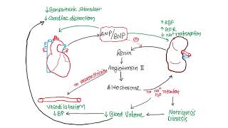 Pharmacology  CVS  Nitric Oxide amp Vasoactive Peptides Part2 [upl. by Zetroc]