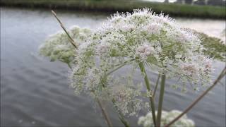 Wild angelica Angelica sylvestris  20140720 [upl. by Cates]