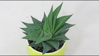 Haworthia limifolia [upl. by Ardna]