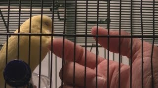 Tips on Petting Your Budgie [upl. by Abate]