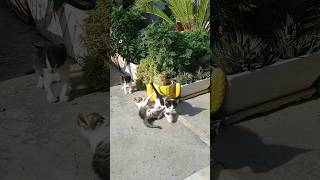 Cute Kittens Play For Themselves [upl. by Chill]