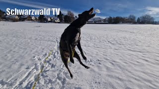 🚨❄ Hund Mylo freut sich über den erneuten Wintereinbruch in Grafenhausen 26112023 [upl. by Ridglee72]