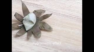 Hygrometric effect with geastrum kotlabae [upl. by Eralc151]