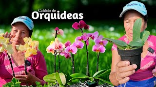 COMO CUIDAR ORQUIDEAS EN CASA y LOGRAR tener MUCHAS FLORES Como CUIDAR y HACER FLORECER ORQUIDEAS [upl. by Cheslie338]