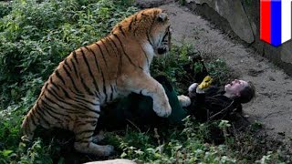 Pegawai kebun biantang diserang harimau untung diselamatkan pengunjung  TomoNews [upl. by Seagraves]