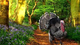 Turkey Gobble Sounds with Singing Birds Ambience 1 HOUR [upl. by Baillie]