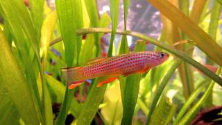 killifish Aphyosemion striatum [upl. by Lawley71]