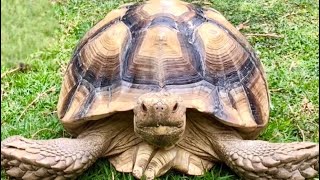 Secrets to a healthy beautiful tortoise shell [upl. by Moorish]