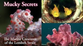 Mucky Secrets full  The Marine Creatures of the Lembeh Strait [upl. by Afital]