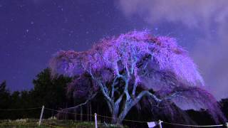 星景微速度撮影 タイムラプス06 しだれ桜と星空 Star Timelapse in Japan06～Weeping cherry in the midnight [upl. by Trebmal]