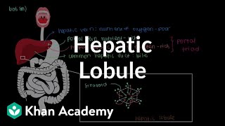 Hepatic lobule  Gastrointestinal system physiology  NCLEXRN  Khan Academy [upl. by Ayoral444]