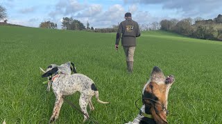 Chasse sanglier aux chiens courants 2024🐗🐶🇫🇷 Bretagne [upl. by Torey]