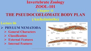 Nematoda Part 01 General Features External Characters Classification Nematodes Nematode [upl. by Lezley731]