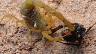 Scorpion Catching Stinging And Preying On Black Widow WarningMay be disturbing to some viewers [upl. by Aggri]