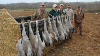 Sandhill Crane Hunting in Tennessee [upl. by Alisa]