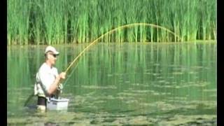 derleineangler  fliegenfischen auf karpfen  flyfishing for carp [upl. by Elatnahc]