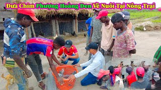 Hùng KaKa ll Đưa Chim Phượng Hoàng Đen Về Nuôi Tại Nông Trại Của Người Dân Bản [upl. by Quillan]