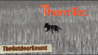 ThermTec Thermal Coyote Hunt [upl. by Astrahan]