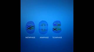 Meiosis cell division Animation  3DClass 12 Cell cycle and cell division [upl. by Snodgrass]