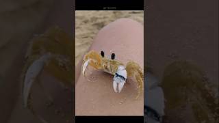 Why This Crab 🦀 Have Large Claws shorts [upl. by Melnick690]