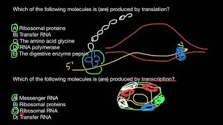 Transcription vs Translation [upl. by Aulea]