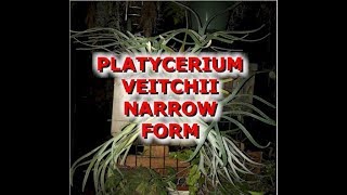 Veitchii Narrow Form [upl. by Cicely358]