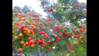 Sweet amp Edible Fruit of Cornus kousa Dogwood [upl. by Peale]