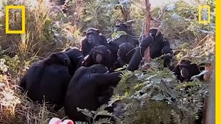 Chimps quotMournquot Nineyearolds Death  National Geographic [upl. by Vijnas]