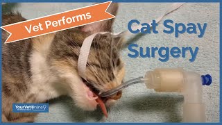 How To Spay A Cat  Watch A Vet Perform Surgery  Your Vet Online catspay catsurgery onlinevet [upl. by Calan]