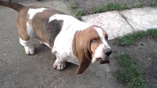 Basset hound Funny morning stretch [upl. by Brock]