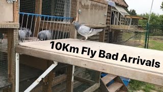 Belgian Racing Pigeons  10KM Training Fly Toss  Bad Arrivals [upl. by Rhett]