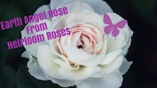 Heirloom Roses Earth Angel Rose unboxing [upl. by Cody]