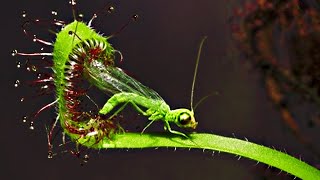 Top 20 Carnivorous Plants That Eat Animals [upl. by Stila500]