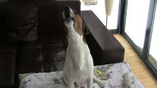 Jack Russell howling [upl. by Vladi]