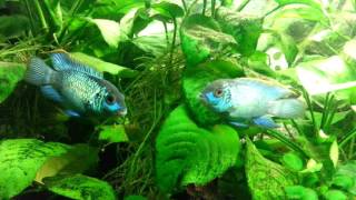 Electric Blue Acaras Males [upl. by Maghutte]