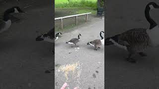 Juvenile Canada Goose And It’s Parents  Thornes Park birds avian nature [upl. by Schindler]