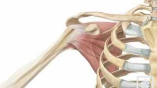 shoulder movement abductionmov [upl. by Neenahs]