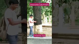 Araucaria Columnaris 🎄🎄christmastree trending shorts ytviral [upl. by Ycnay]