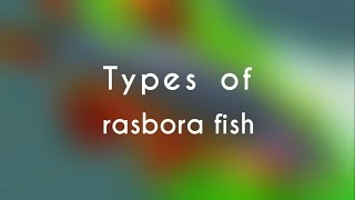 Types of Rasbora Fish [upl. by Treharne113]