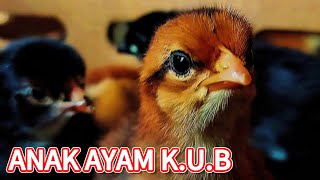 Aku baru beli anak ayam KUB 🦚 [upl. by Allesiram353]