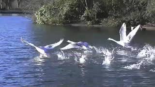 SWANS FLYING  Take off and Landing [upl. by Esinert813]