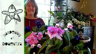 Streptocarpus  the pros amp cons of growing amp some flowers [upl. by Bathsheeb325]