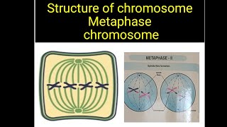 Metaphase chromosome  st of chromosome  Msc Botany neet tgt pgt  medical entrance [upl. by Yevad426]